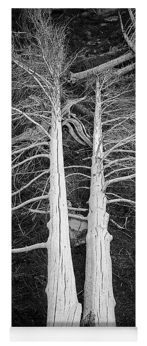 Dead Trees Yoga Mat featuring the photograph White Dead Trees by Crystal Wightman