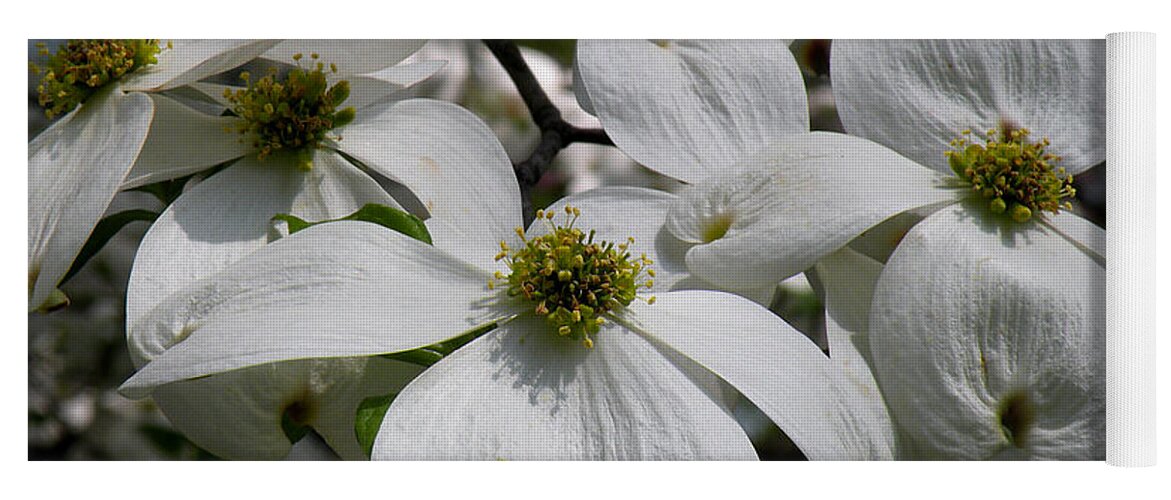 Tranquility Yoga Mat featuring the photograph White Dogwood by Janis Kirstein