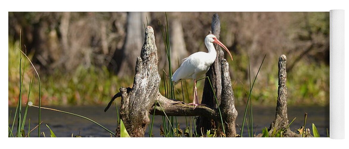 White Ibis Yoga Mat featuring the photograph White Ibis at Center Stage by Carla Parris