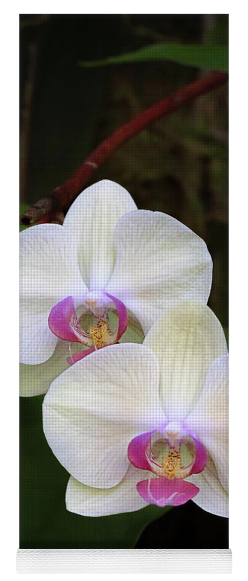 Orchid Yoga Mat featuring the photograph White Moth Orchid by Susan Rissi Tregoning