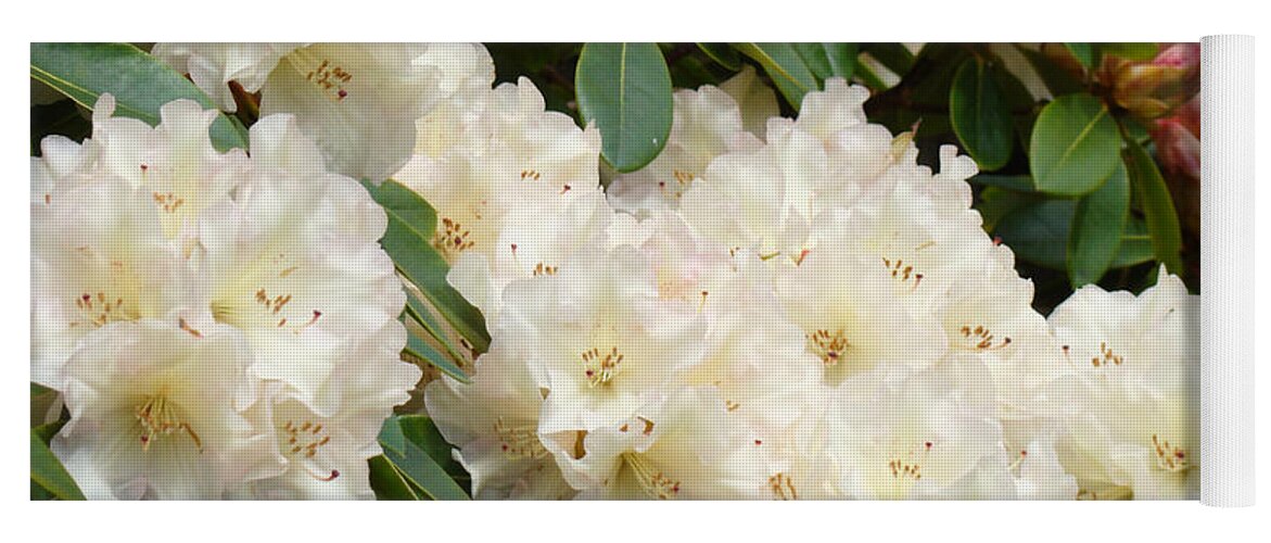 Rhodie Yoga Mat featuring the photograph White Rhodies Landscape Floral Art Prints Canvas Baslee Troutman by Patti Baslee