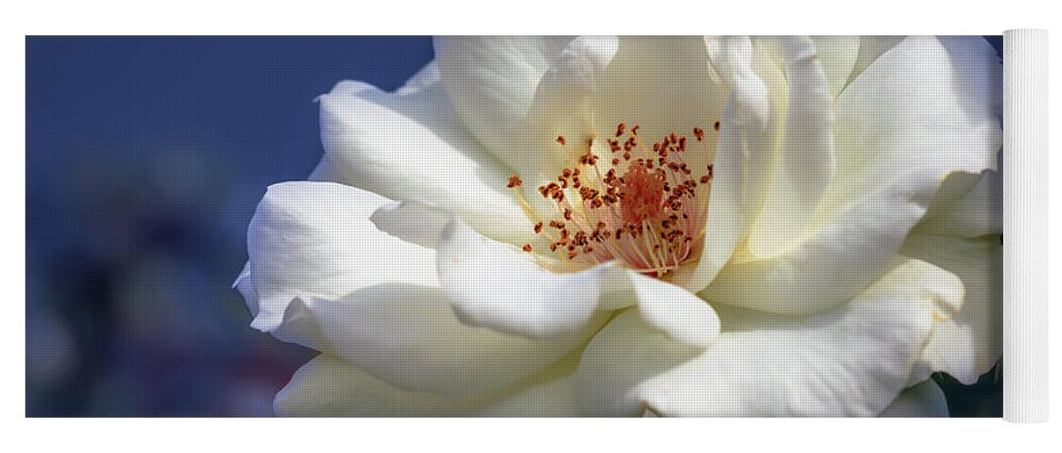 Background Yoga Mat featuring the photograph White rose on a blue background by Tim Abeln