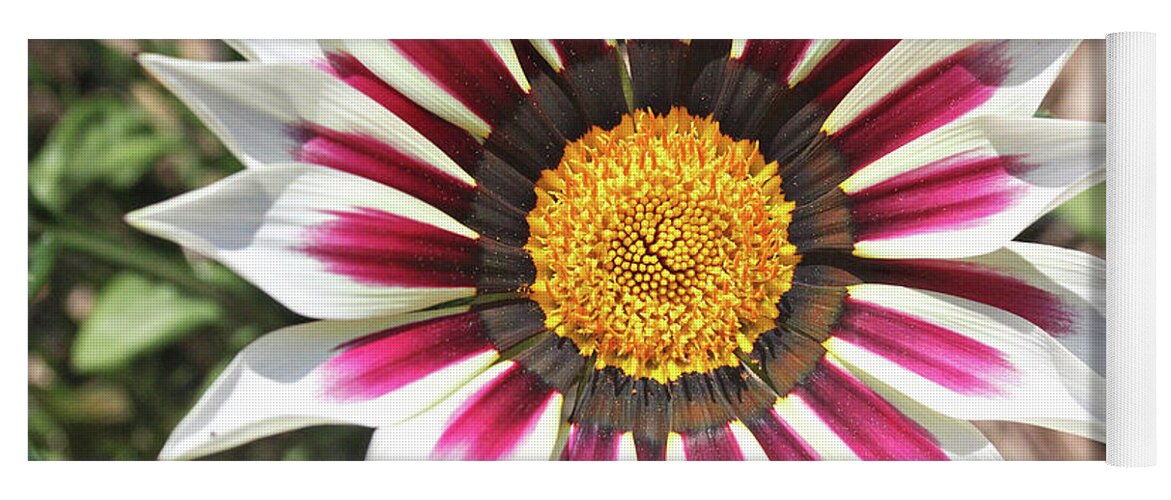 Flowers Yoga Mat featuring the photograph White Striped Gazania by Trina Ansel