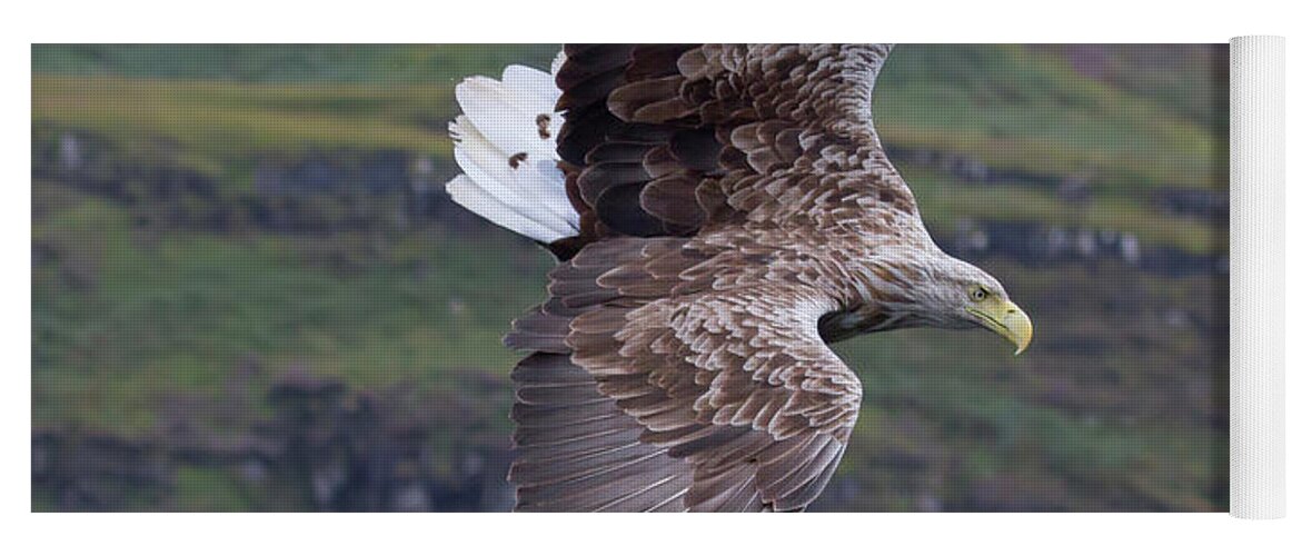 White-tailed Eagle Yoga Mat featuring the photograph White-Tailed Eagle Banks by Pete Walkden
