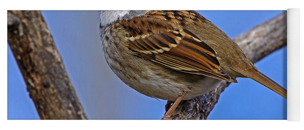 White-throated Sparrow Yoga Mat featuring the photograph White Throat by Tony Beck