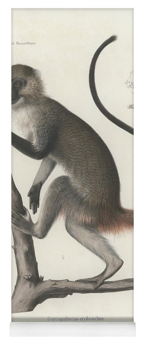 White Throated Guenon Yoga Mat featuring the drawing White Throated Guenon, Cercopithecus albogularis erythrarchus #1 by J D L Franz Wagner