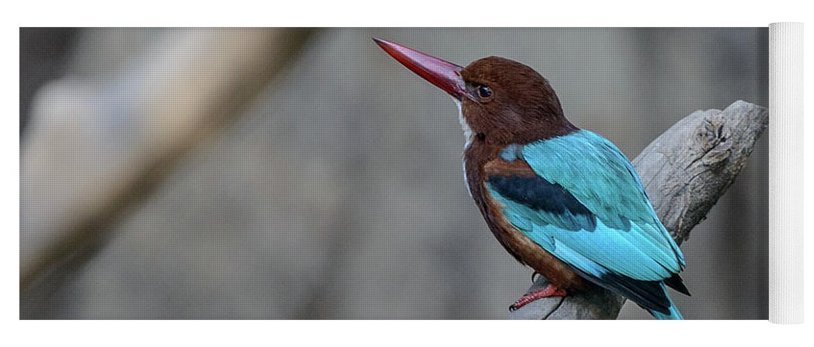 Bird Yoga Mat featuring the photograph White-throated Kingfisher 02 by Werner Padarin