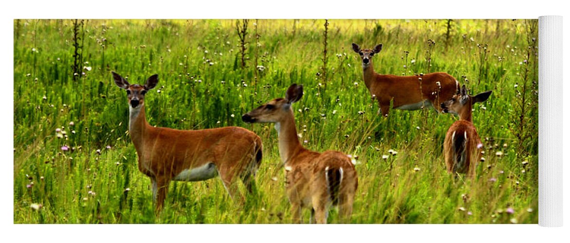 Whitetail Deer Yoga Mat featuring the photograph Whitetail Deer Family by Barbara Bowen