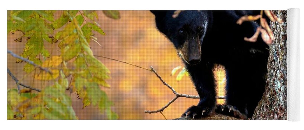 Black Bear Yoga Mat featuring the photograph Who Are You Looking At by Carol Montoya