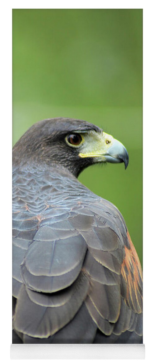 Harris's Hawk Yoga Mat featuring the digital art Who Goes there by Kathy Kelly