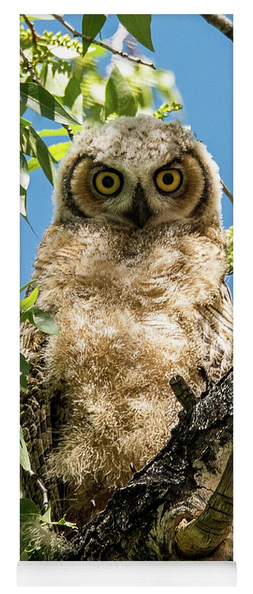 Great Horned Owl Yoga Mat featuring the photograph Whooo Are You? by Joan Wallner