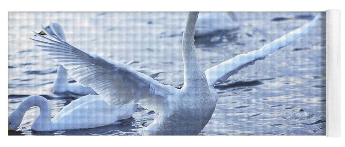 Adult Yoga Mat featuring the photograph Whooper Swan Cygnus Cygnus by Gerard Lacz