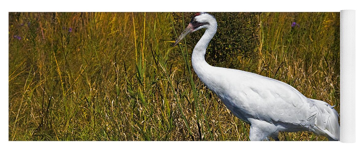 Whooping Crane Yoga Mat featuring the photograph Whooping Crane by Al Mueller