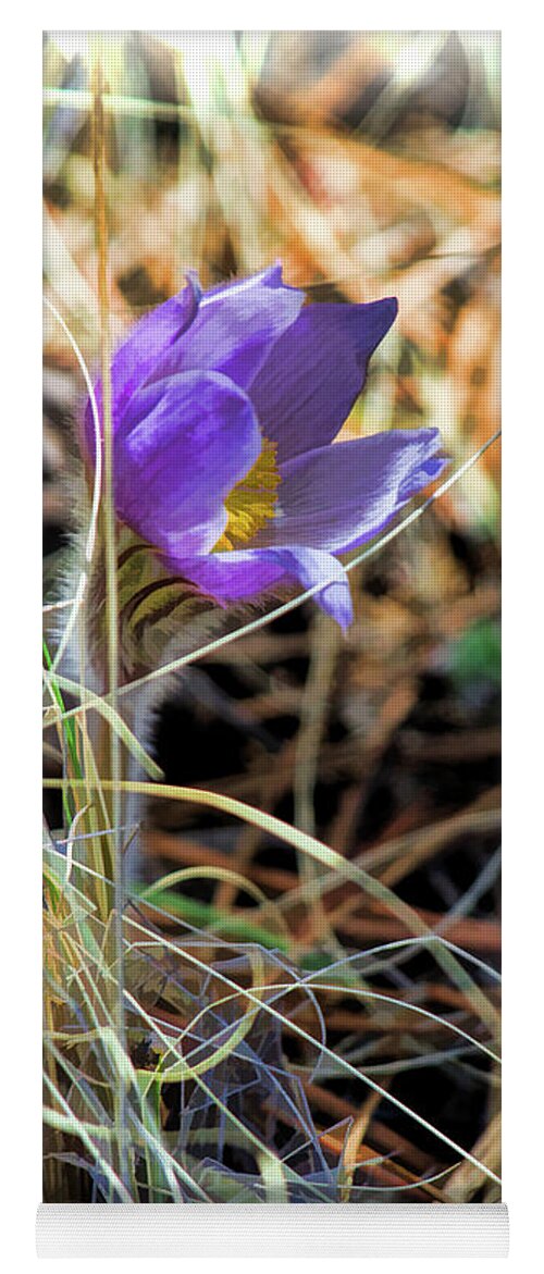 Pasque Flower Yoga Mat featuring the photograph Wild Crocus by Jim Garrison