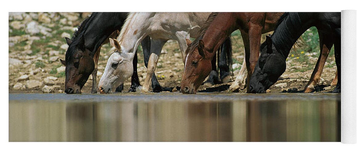 00340044 Yoga Mat featuring the photograph Wild Mustangs Drinking by Yva Momatiuk and John Eastcott