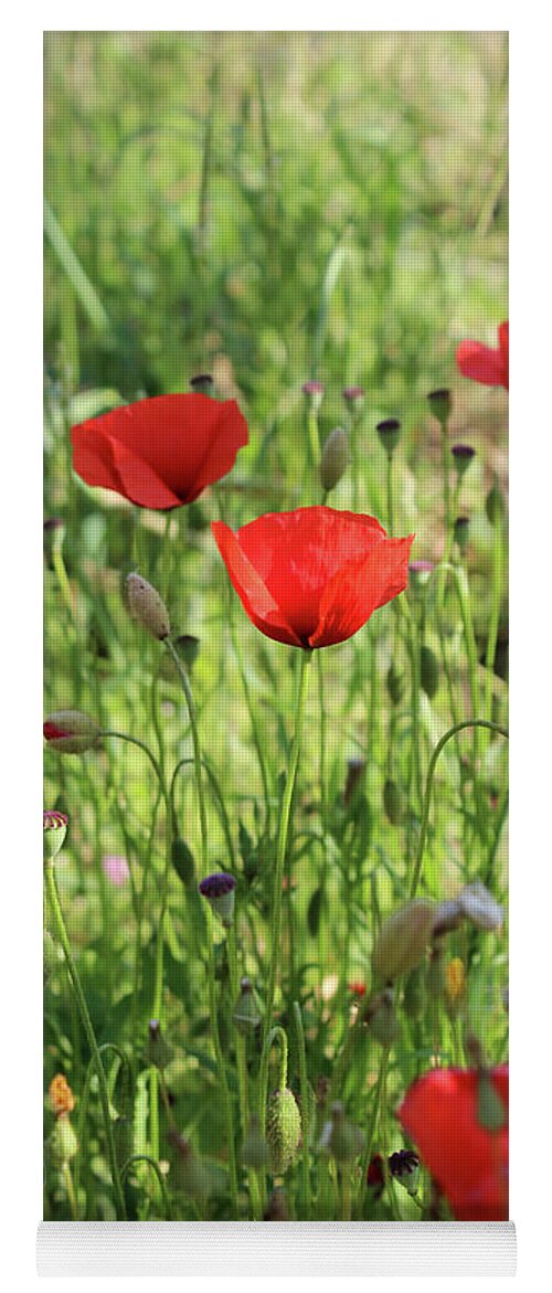 Papaver Rhoeas Yoga Mat featuring the photograph Wild Red Poppies in the Tuscan region of Italy by Adam Long