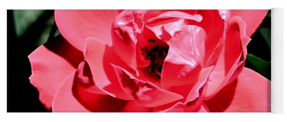 Rose Yoga Mat featuring the photograph Wild Rose by Eileen Brymer