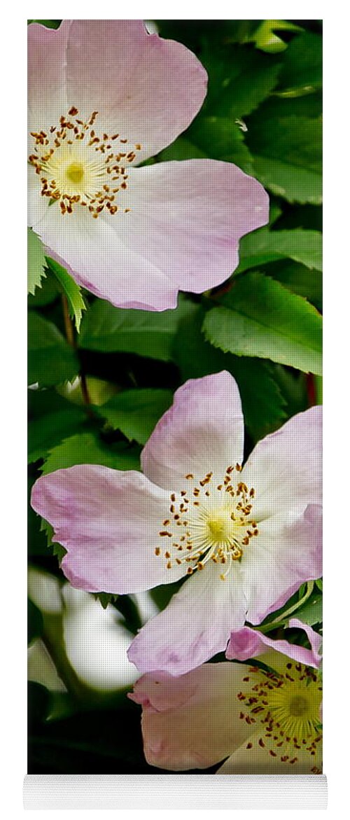 Wild Roses Yoga Mat featuring the photograph Wild Roses. Trio. by Elena Perelman