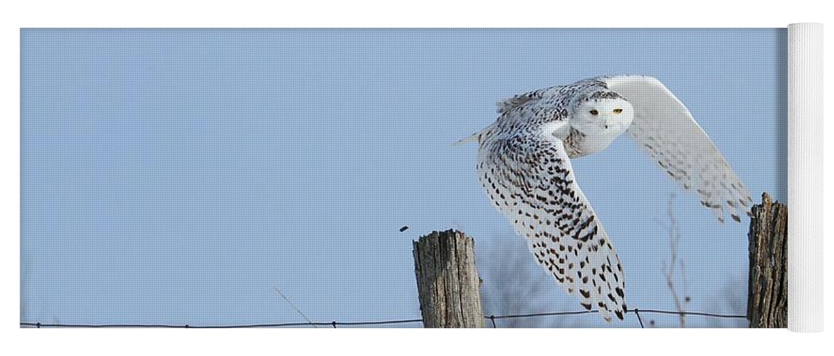 Snowy Owls Yoga Mat featuring the photograph Windswept glory by Heather King