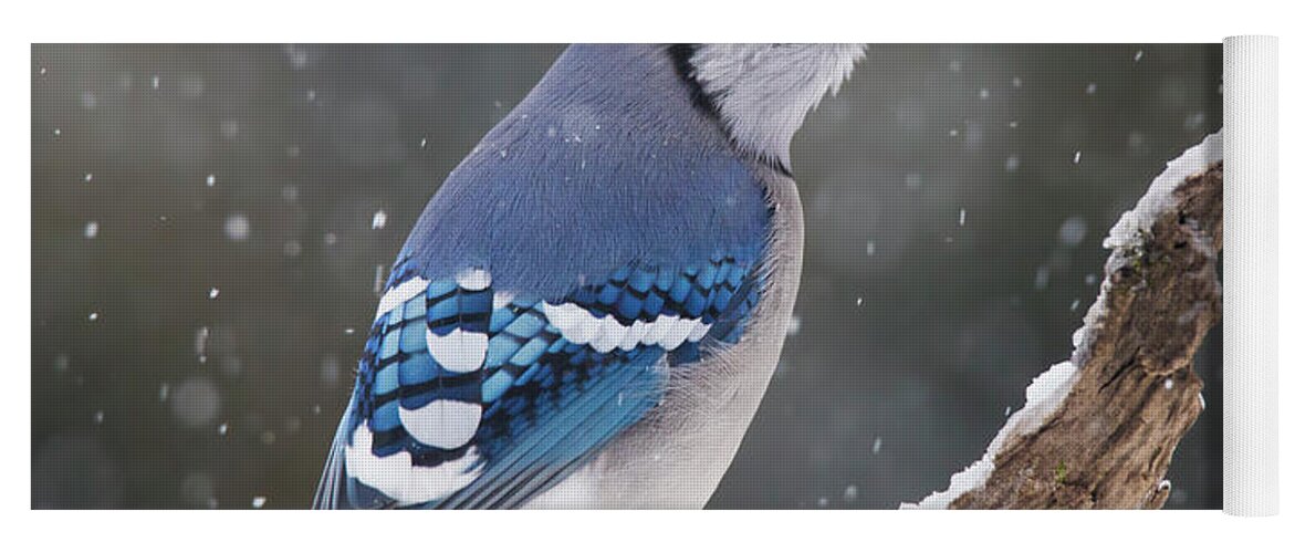 Blue Yoga Mat featuring the photograph Winter Jay by Mircea Costina Photography