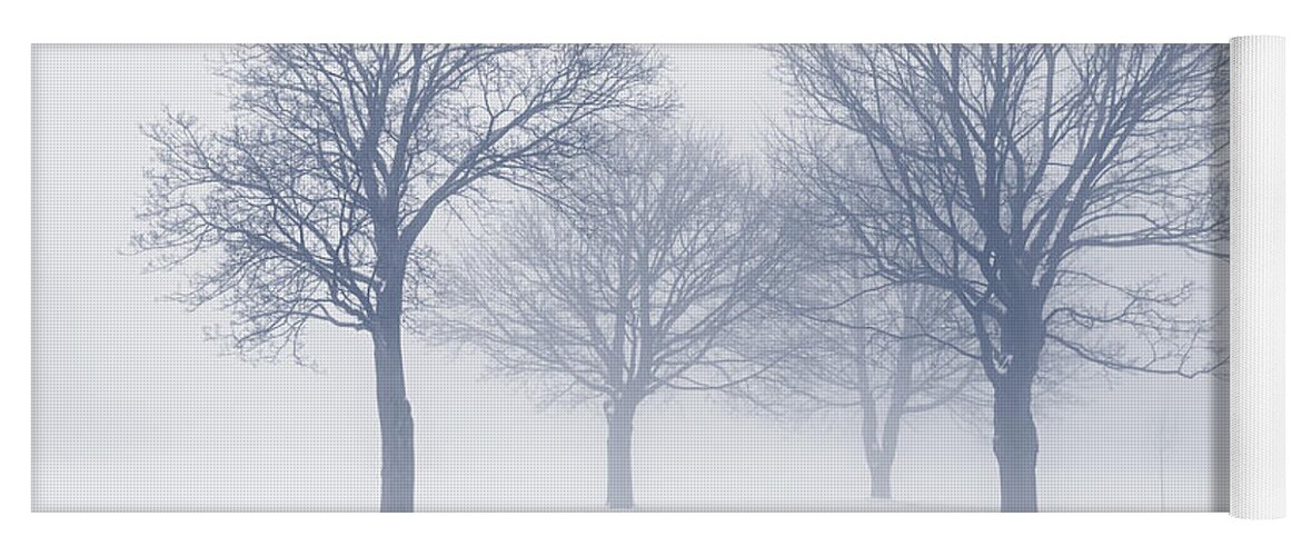 Trees Yoga Mat featuring the photograph Winter trees and bench in fog by Elena Elisseeva