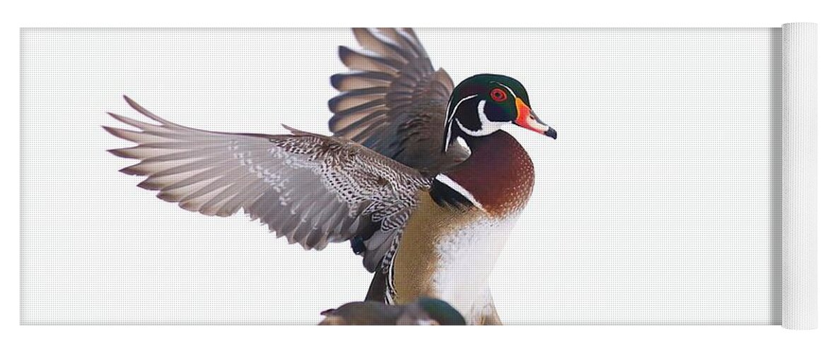 Wood Duck Couple Yoga Mat featuring the photograph Wood duck couple by Lynn Hopwood