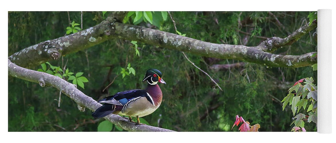 Waterfowl Yoga Mat featuring the photograph Wood Duck in tree by Kevin Craft