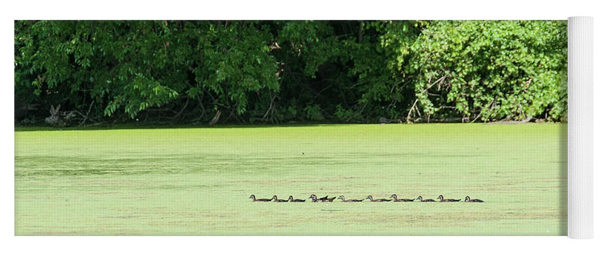 Heron Heaven Yoga Mat featuring the photograph Wood Ducks All In A Row by Ed Peterson