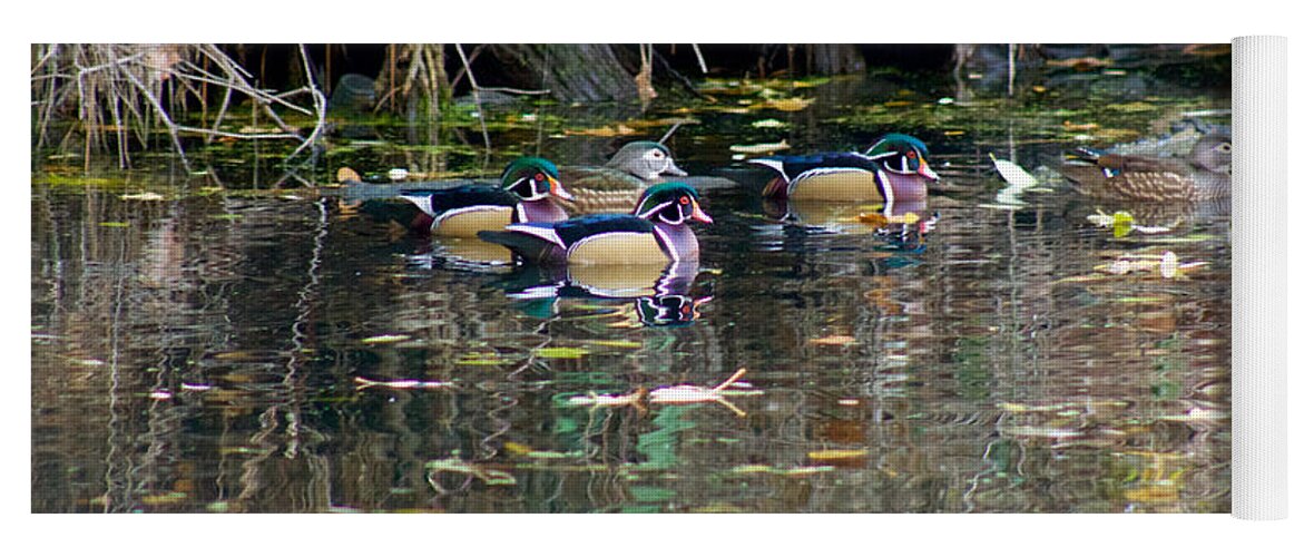 Photography Yoga Mat featuring the photograph Wood Ducks in Autumn by Sean Griffin