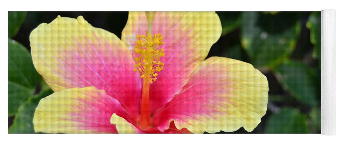 Flower Yoga Mat featuring the photograph Yellow and Pink Hibiscus 1 by Amy Fose