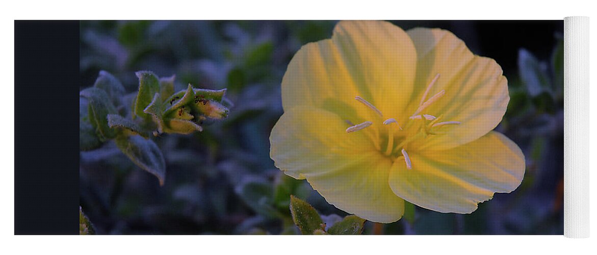 Yellow Yoga Mat featuring the photograph Yellow Beach Evening Primrose by Marie Hicks