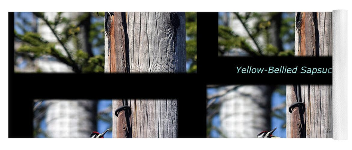 Sphyrapicus Varius Yoga Mat featuring the photograph Yellow-Bellied Collage With Text by William Tasker
