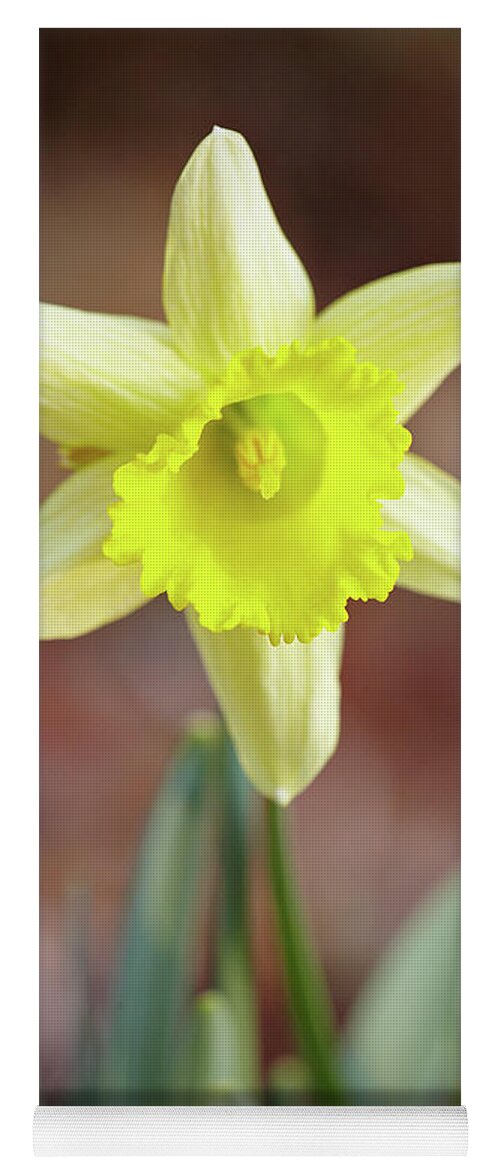 Garden Yoga Mat featuring the photograph Yellow daffodil by Garden Gate magazine