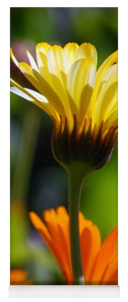Daisy Yoga Mat featuring the photograph Yellow Daisy by Amy Fose