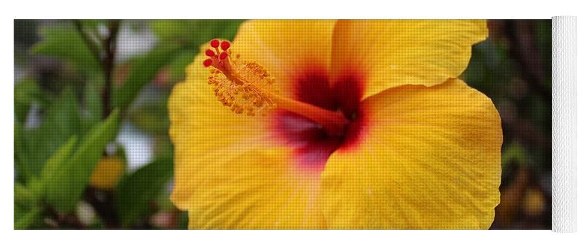 Hibiscus Yoga Mat featuring the photograph Yellow Hibiscus by Brian Eberly