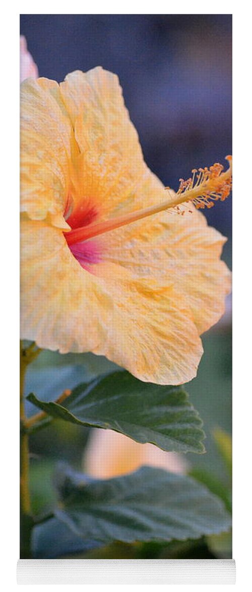 Flower Yoga Mat featuring the photograph Yellow Red Hibiscus Profile by Amy Fose