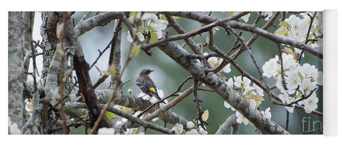 Bird Yoga Mat featuring the photograph Yellow-rumped Warbler In Pear Tree by Donna Brown