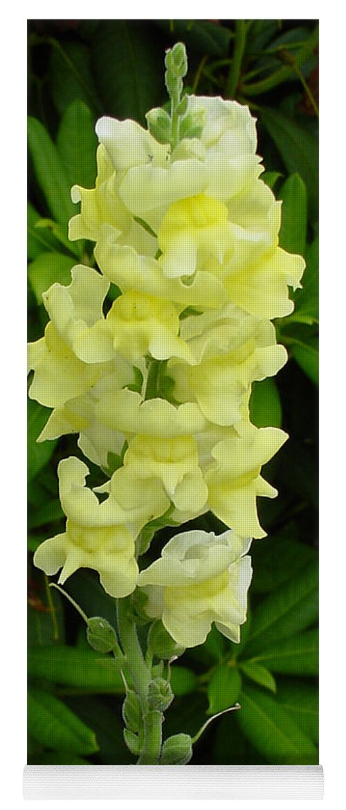 Yellow Yoga Mat featuring the photograph Yellow Snapdragon by Shirley Heyn