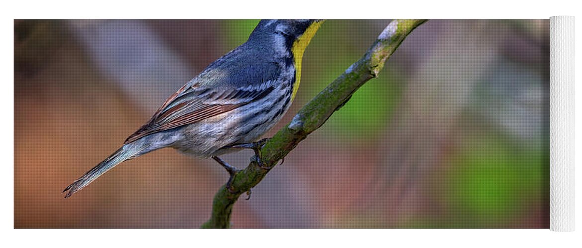 Yellow-throated Warbler Yoga Mat featuring the photograph Yellow-throated Warbler by Rick Berk