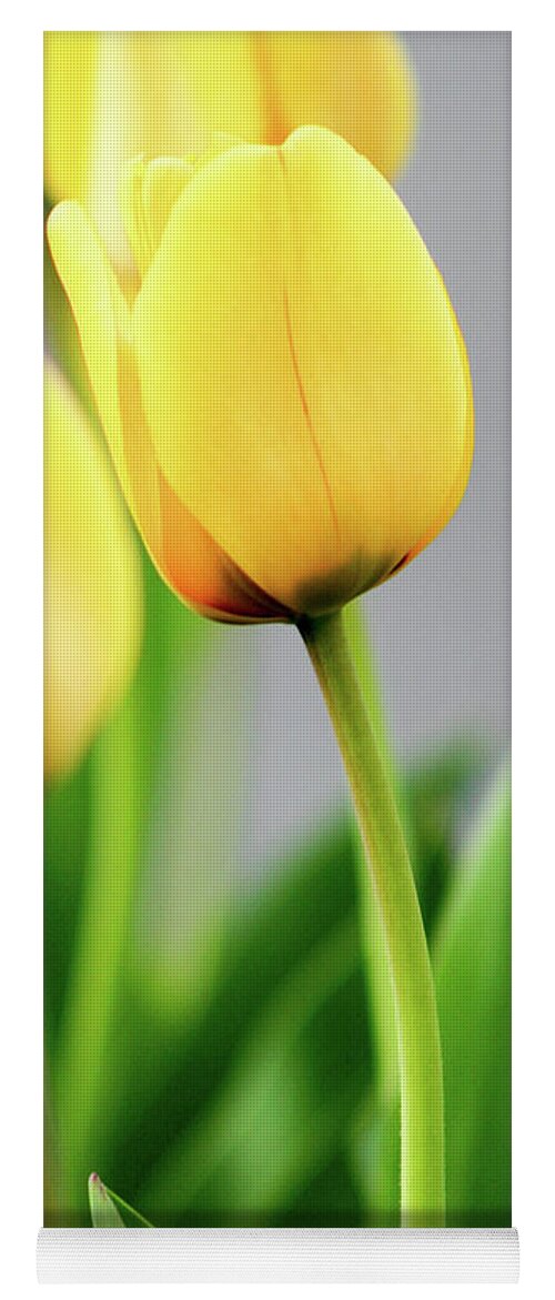 Floral Yoga Mat featuring the photograph Yellow Tulips by Mary Anne Delgado