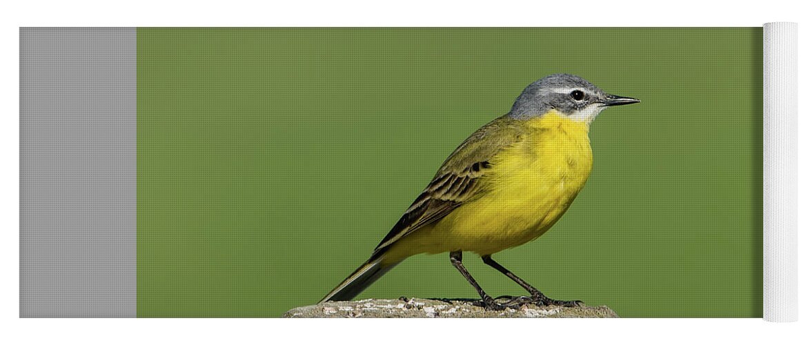 Yellow Wagtail Yoga Mat featuring the photograph Yellow Wagtail perching on the roundpole a close-up by Torbjorn Swenelius