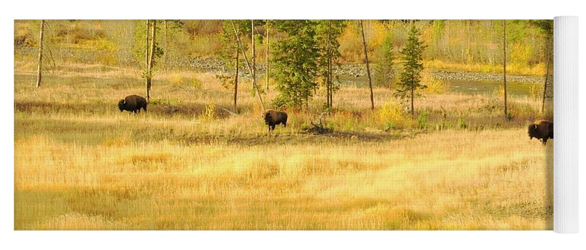 Yellowstone National Park Yoga Mat featuring the photograph Yellowstone Bison by Merle Grenz