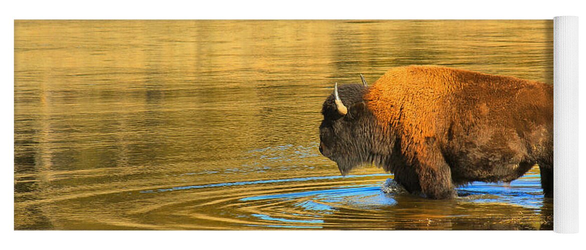 Bison Yoga Mat featuring the photograph Yellowstone Solo Swimmer by Adam Jewell