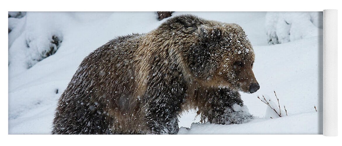 Mark Miller Photos Yoga Mat featuring the photograph Young Grizzly in Blizzard by Mark Miller