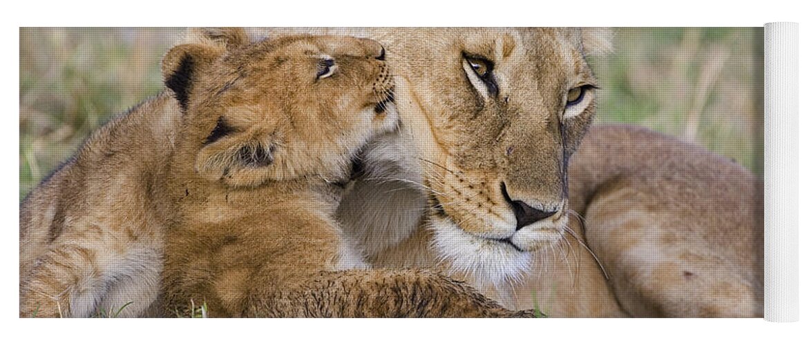 00761787 Yoga Mat featuring the photograph Young Lion Cub Nuzzling Mom by Suzi Eszterhas
