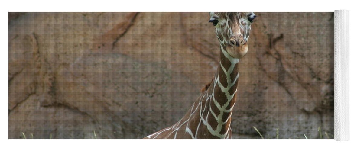 Nashville Zoo Yoga Mat featuring the photograph Young Masai Giraffe by Valerie Collins