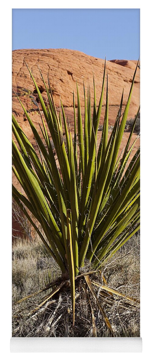 Yucca Plant Yoga Mat featuring the photograph Yucca Four by Kelley King