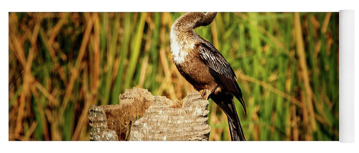 Anhinga Yoga Mat featuring the photograph Yum Lunch by Les Greenwood