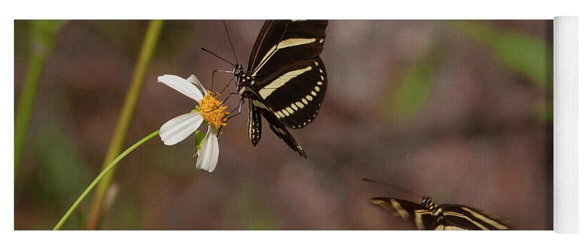 Butterfly Yoga Mat featuring the photograph Zebra Longwings by Paul Rebmann