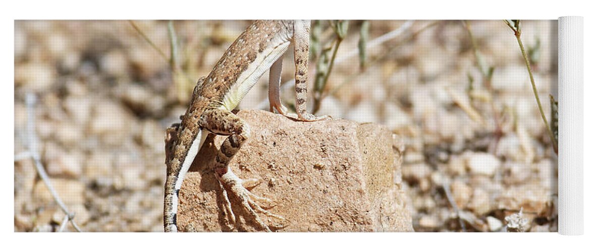 Darin Volpe Nature Yoga Mat featuring the photograph Zebra-Tailed Lizard - Saguaro National Park by Darin Volpe
